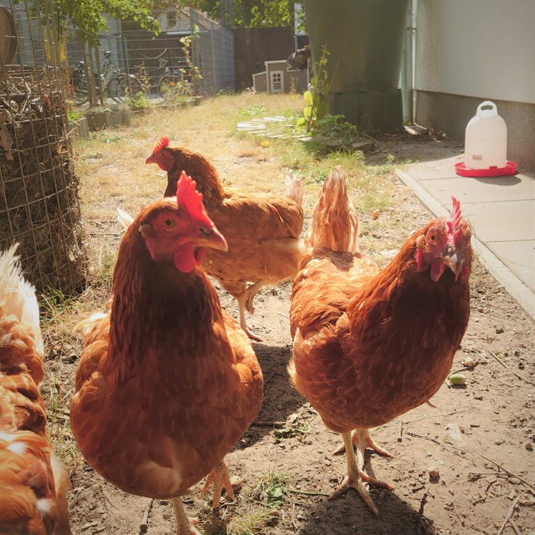 Tavuklar Vegesack kütüphanesinin bahçesinde.