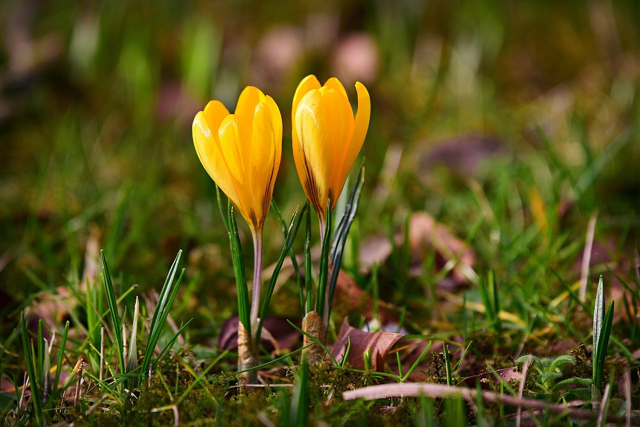 Yellow crocuses in a meadow