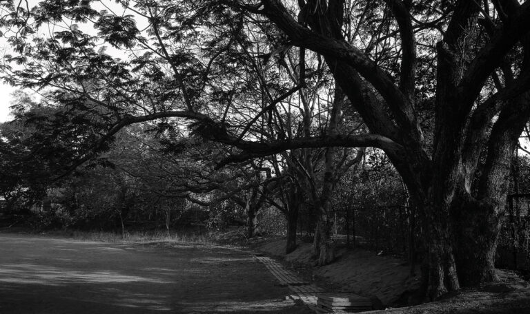 Schwarz-Weiß-Fotografie eines alten, großen Baumes.