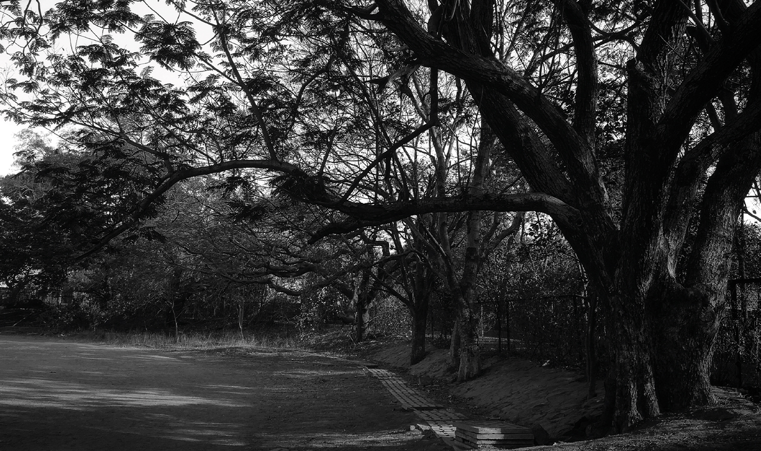 Fotografie alb-negru a unui copac bătrân și mare.