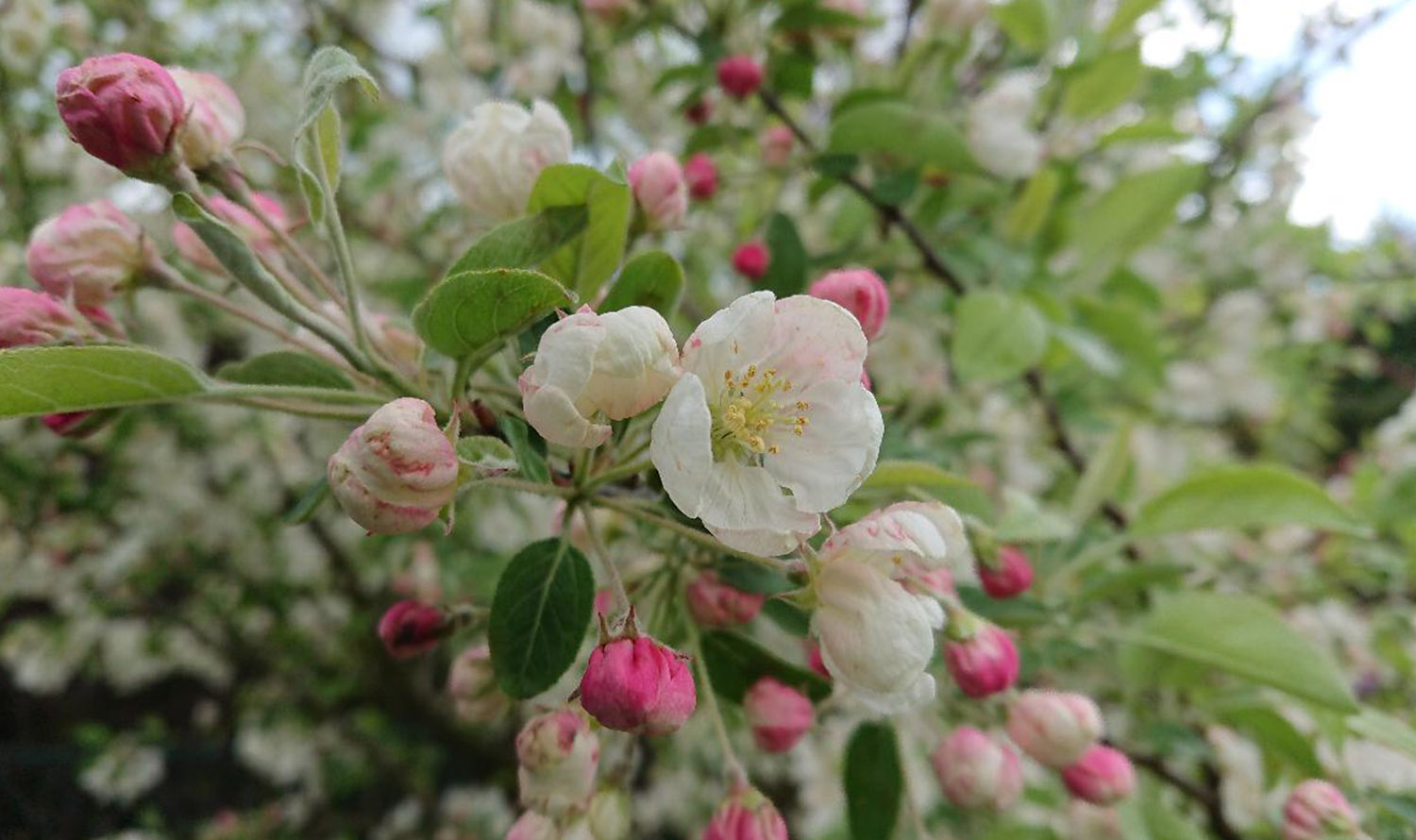 می توانید شکوفه های یک درخت سیب و جوانه هایی را ببینید که به زودی باز می شوند.