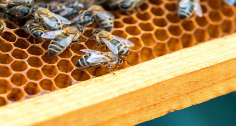 النحل على قرص العسل