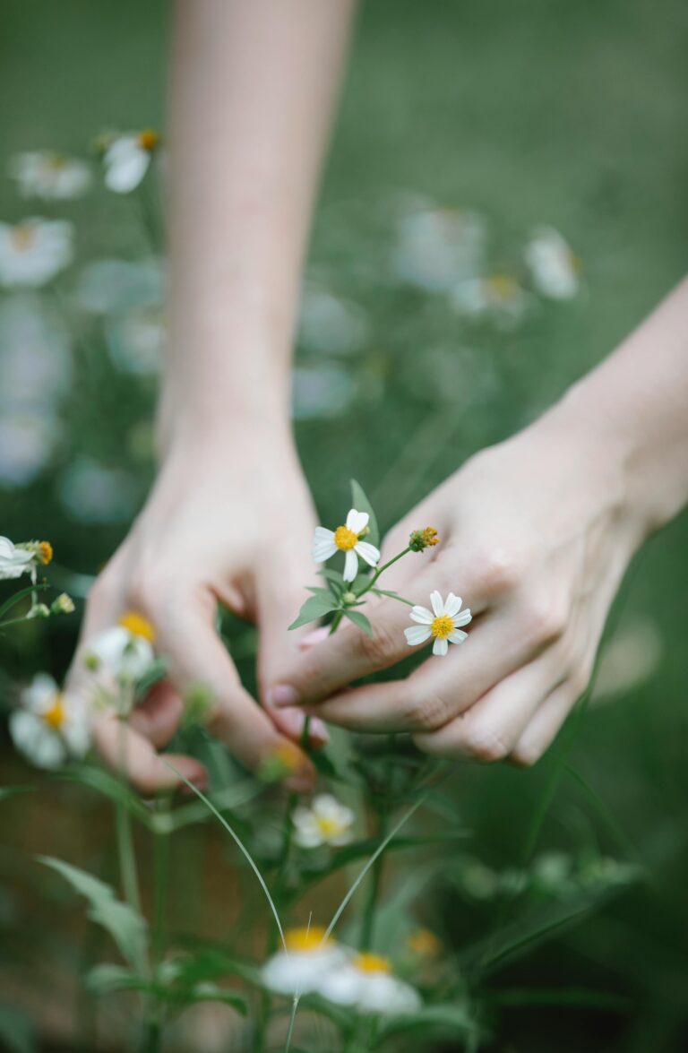 2 hands picking chamomile