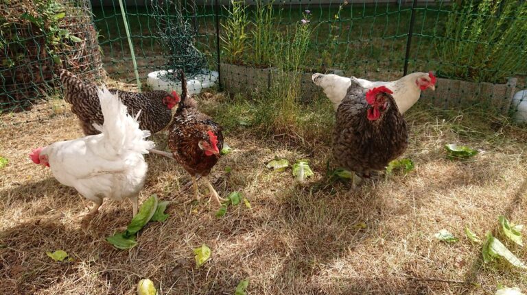 Vous pouvez voir plusieurs poules sur la photo