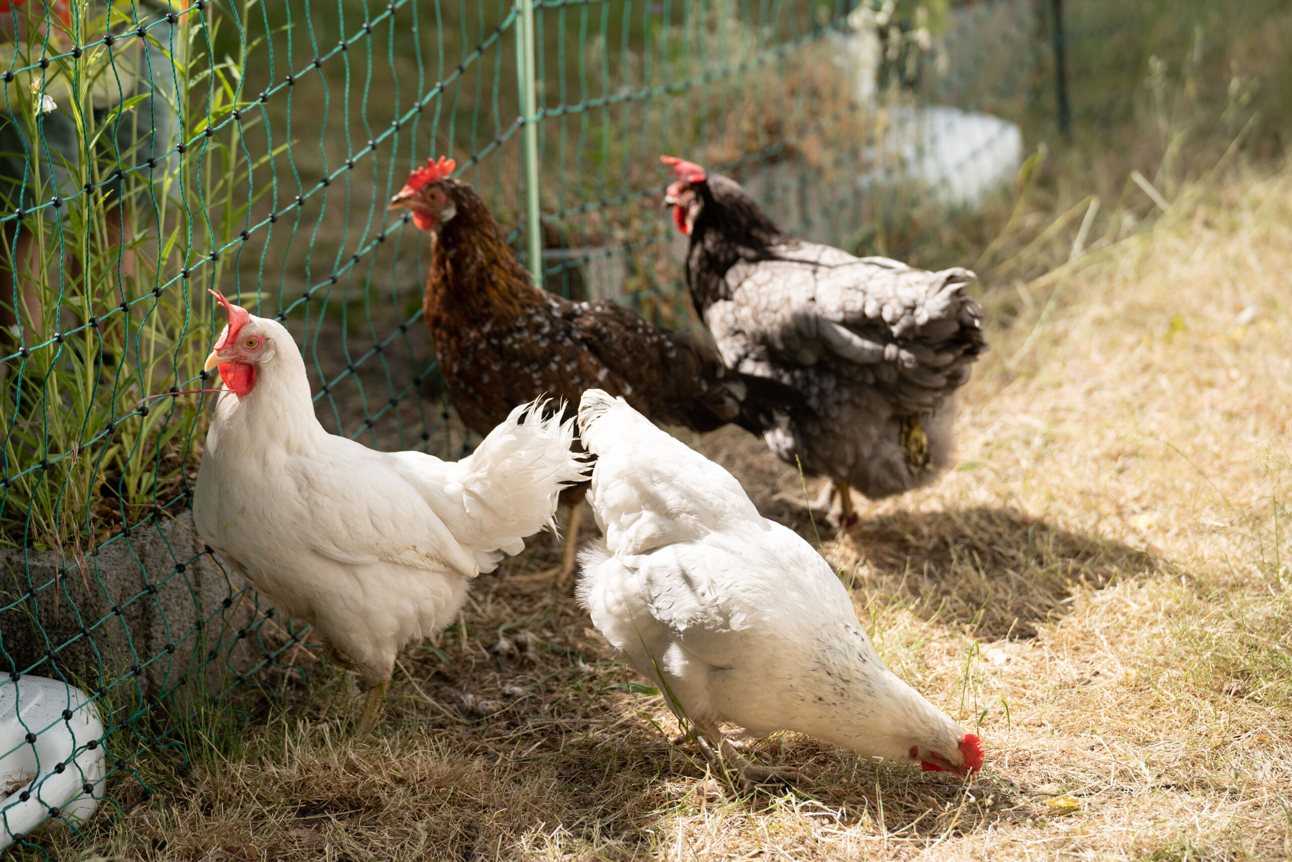 Poulets dans un pré